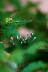 Vertical selective focus shot of Cyanthillium flowers