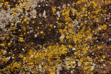 moss