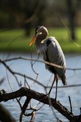 Vertical closeup of a grey heron (Ardea cinerea) on a branch against blurred background