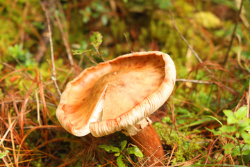 mushroom in the field. White mushroom contrasted by the green of the field