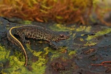 Obraz na płótnie Canvas Closeup shot of a salamander juvenile on a mossy surface