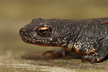 Closeup shot of a salamander juvenile