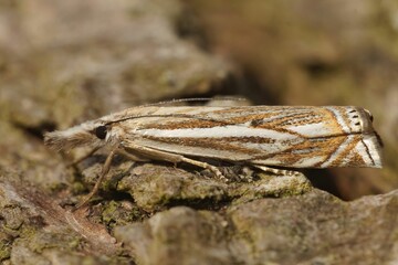 Macro shot of a Crambus lathoniellus moth on wooden surface