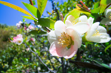 京都 妙心寺・退蔵院に咲く3月の梅の花