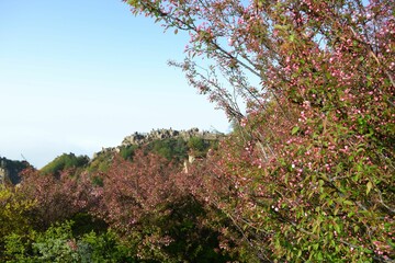 Morning Scenery of Mount Taishan