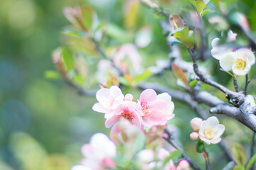 Fototapeta na wymiar 京都 3月の妙心寺・退蔵院に咲く可憐な梅の花