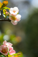 京都 妙心寺・退蔵院の開花したばかりの可愛らしい梅の花