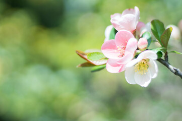 Obraz premium 京都 3月の妙心寺・退蔵院に咲く可憐な梅の花