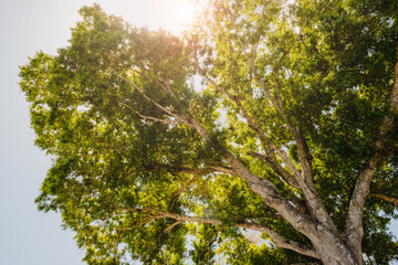 Baum in Florida vor Himmel