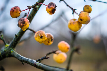 Branches of crab apple tree with red and orange cherry apples in autumn garden. Defocused