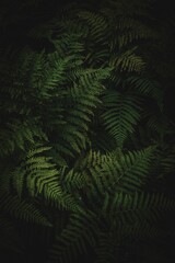 Vertical shot of fern leaves against dark background for cool wallpaper