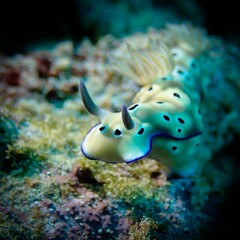 Closeup shot of a marine gastropod called Hypselodoris tryoni against the corals