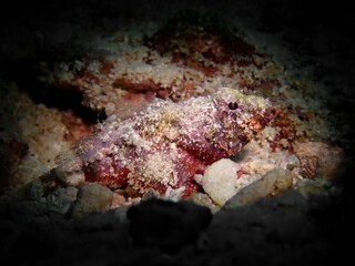 Closeup shot of a sea creature covered with small stones and sand