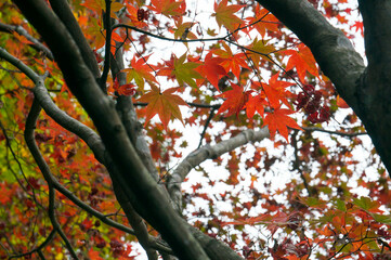 京都 南禅寺・天授庵を彩る紅葉した木々
