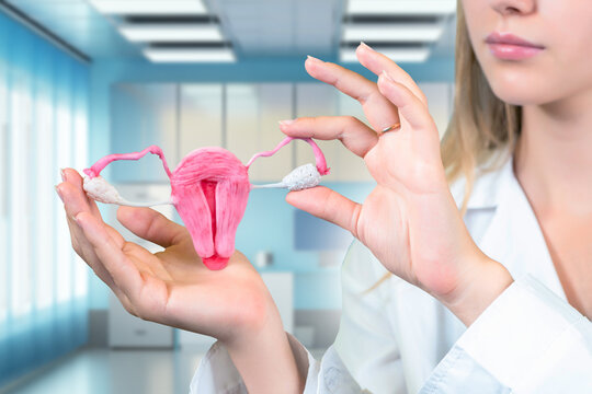 Women health. Uterus and ovaries. Hands of gynecologist girl. Model of uterus for teaching students. Treatment of gynecological diseases. Female reproductive function. Treatment of diseases of uterus