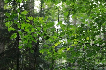 Closeup of green leaves on branches in a forest outdoors