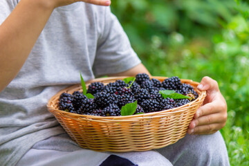 The child holds in his hands a wooden bowl with black raspberries in the garden in summer.