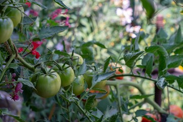 Closeup of unripe tomatoes in the garden against blurred background