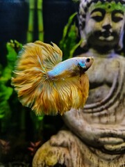 Siamese fighting fish (Betta splendens) in a fish tank with a Buddha sculpture in the background