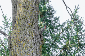 A Downy Woodpecker On A Tree In October