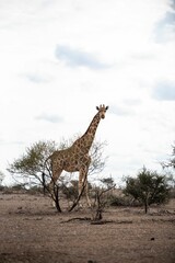 Vertical shot of a giraffe in the wild on a sunny day