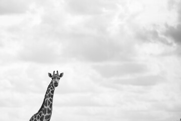 Black and white shot of a giraffe in the wild on a sunny day