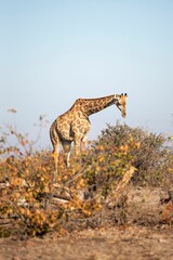 Vertical shot of a giraffe in the wild