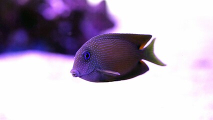 Blue Eyed Tang (Two Spot Bristletooth Tang