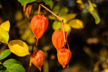 Physalis alkekengi - orange lanterns of physalis alkekeng in a autumn garden. Defocused