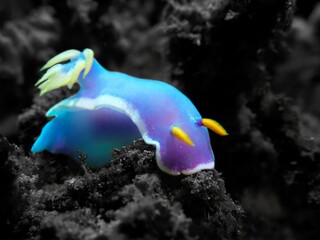 Closeup shot of a Hypselodoris bullocki colourful sea slug,swimming above a coral reef,in a deep sea