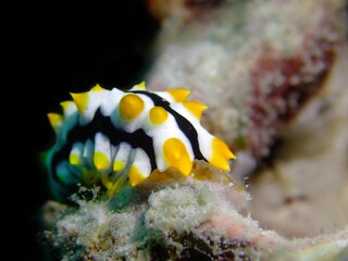 Closeup shot of a Phyllidia Varicosa colorful shell-less sea slug swimming above a coral reef