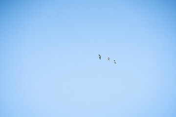 Undershot of three birds flying in the clear, sunlit sky