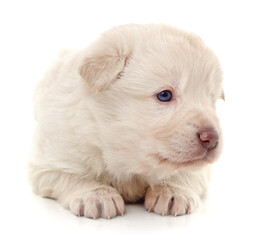 White nice puppy.