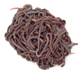 One pile of slippery earthworms.