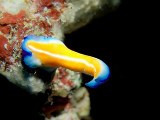 Closeup shot of a flat worm underwater