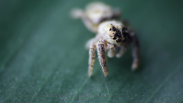 Portrait of tiny jumping spider standing on leaf. Macro photo