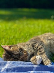 Vertical shot of a tabby cat sleeping on a blue picnic blanket in a park on a sunny day