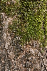 Vertical shot of the Kauri plant growing on a tree trunk
