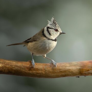Close up of a Crested tit bird (Lophophanes cristatus) on a wooden branch on blurred background