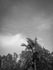 View of a palm tree with trees in the background, and a cloudy sky above in grayscale