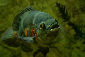Closeup shot of a Oscar fish underwater against a blurred background