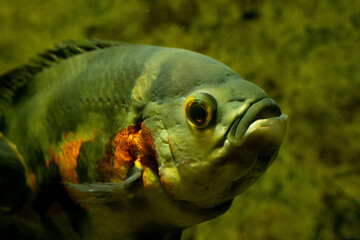 Closeup shot of an Oscar fish underwater against a blurred background