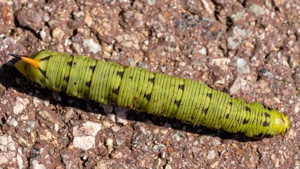 Closeup of a Convolvulus hawk-moth (Agrius convolvuli) on a ground