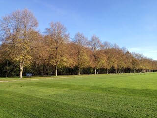 trees in the park