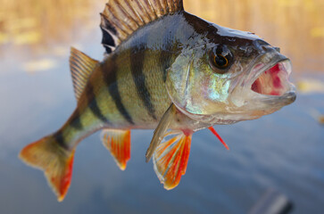 River perch in the fisherman's hand on the background of the river.