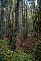 Fototapeta na wymiar Vancouver Island rainforest