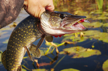 Pike in the fisherman's hand on the background of the river.