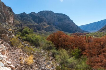 Growth of fall foliage on the surface of a rocky mount under blue sky