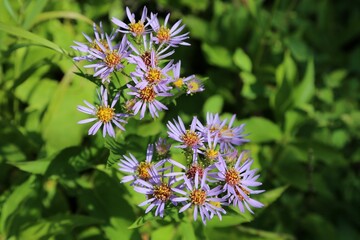 Selective focus shot of Symphyotrichum puniceum flowers under the sunlight in a park