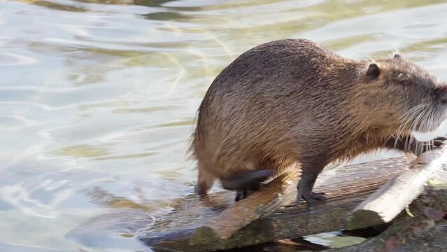 one nutria sitting on a wood ladder while grooming and walks the ladder up